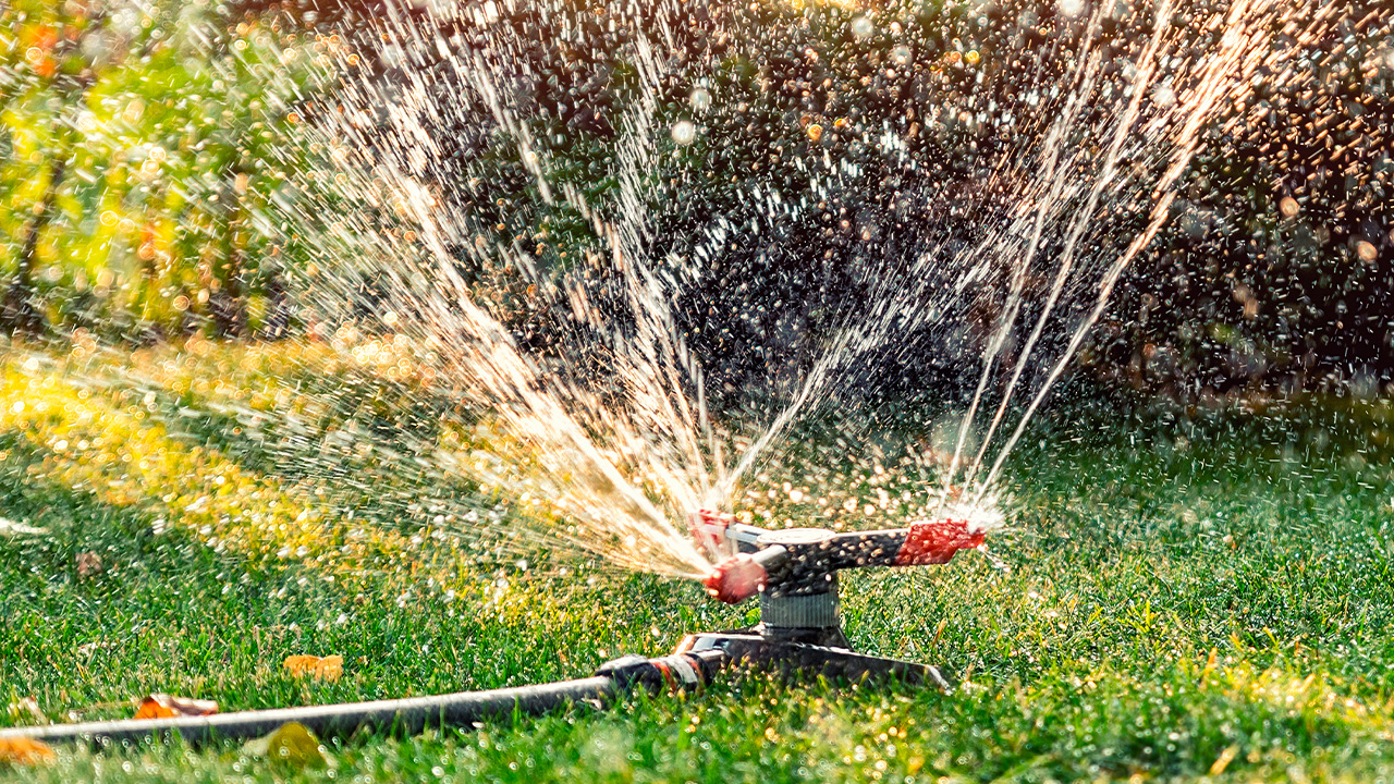 Watering Lawn 101: What You Need to Know | The Yard